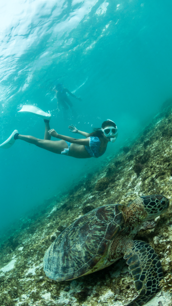Oahu Snorkel with Turtles