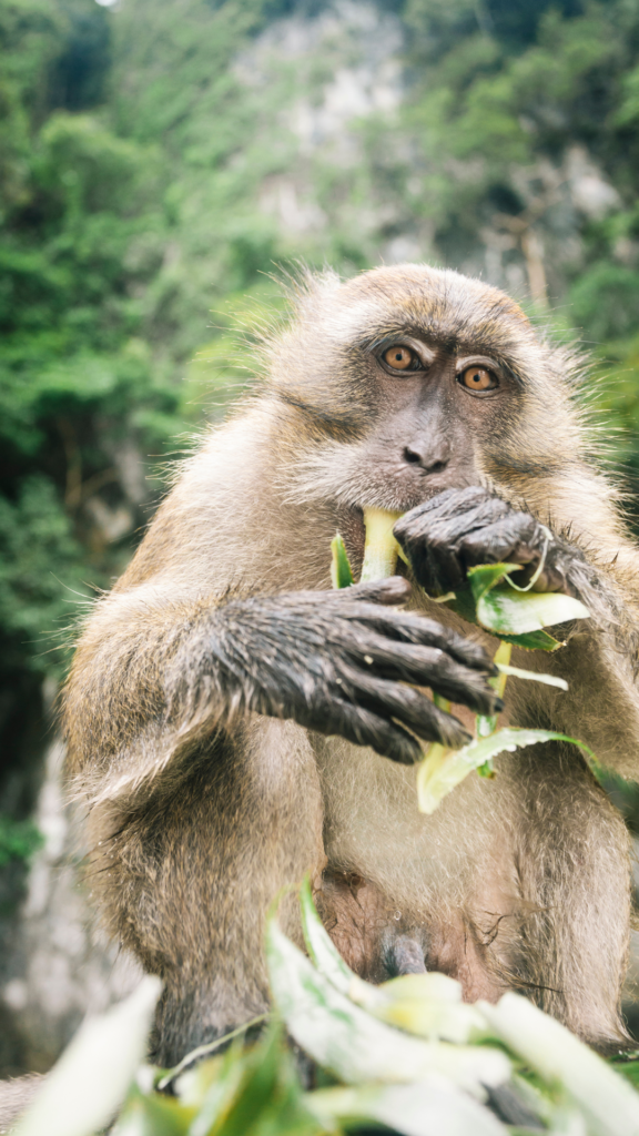 Phi Phi Island Private Boat Tour Monkey Beach