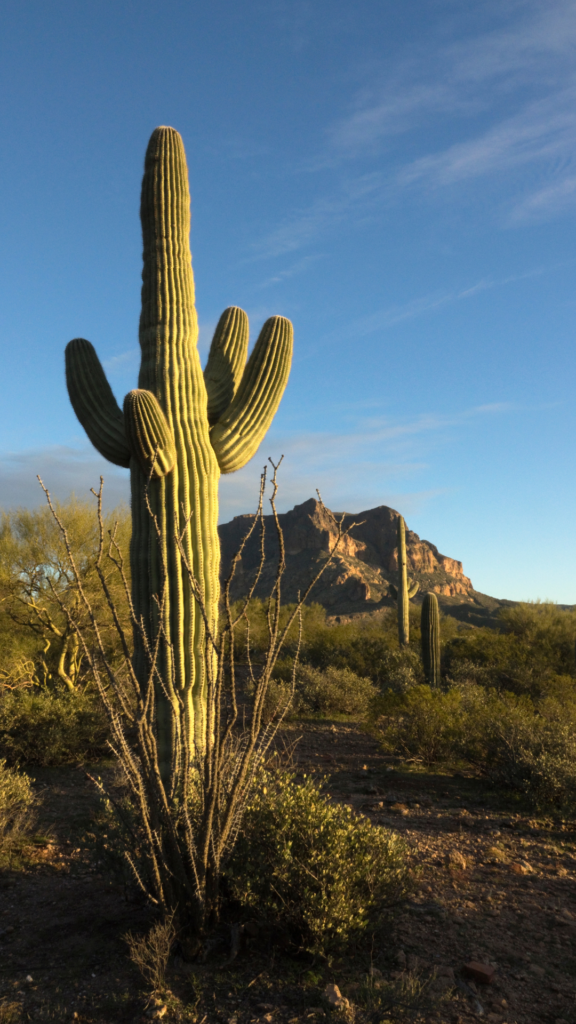 Pinnacle Peak Park
