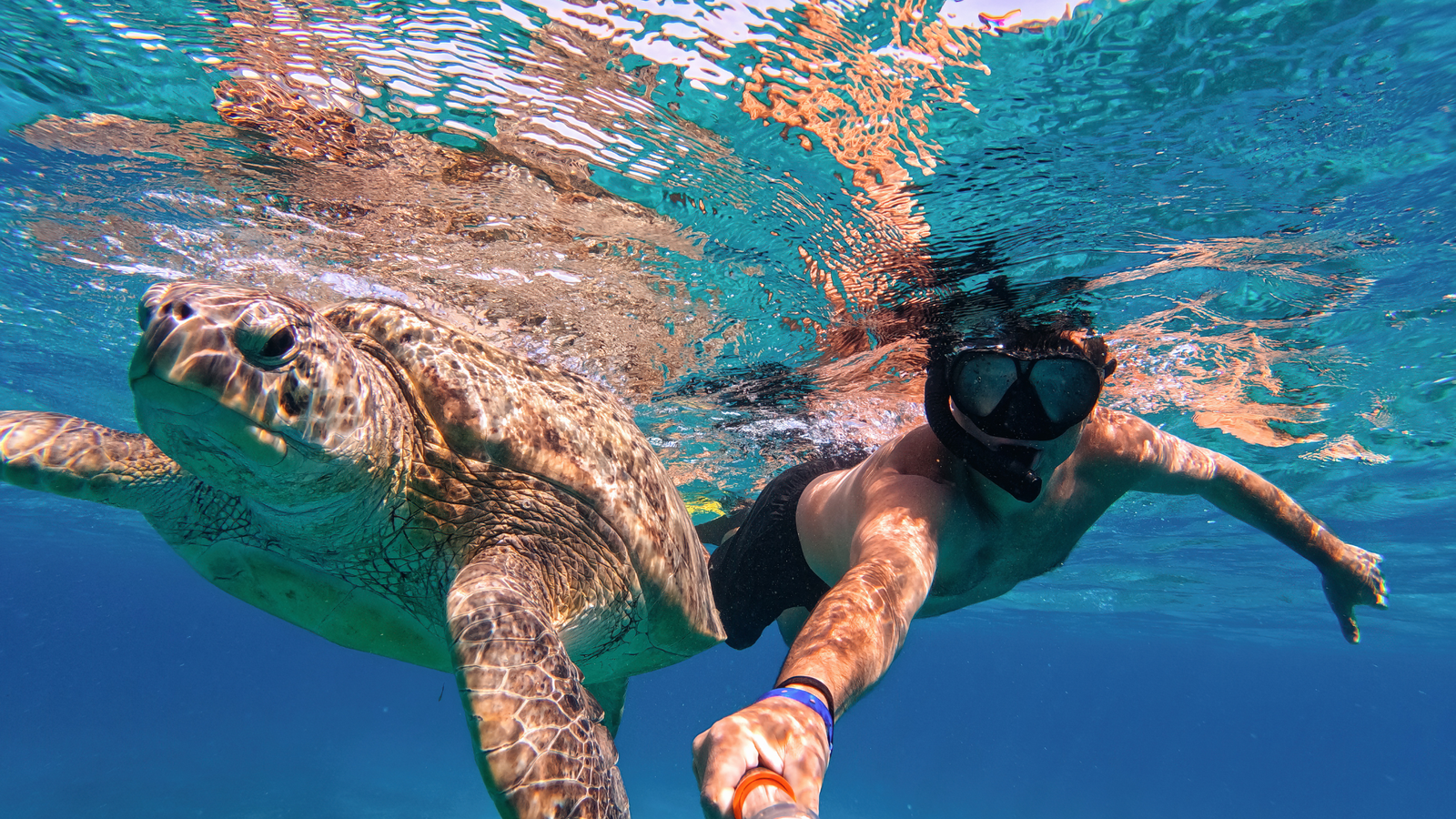 Discover Oahu: Snorkel with Turtles & Explore in a Small Group