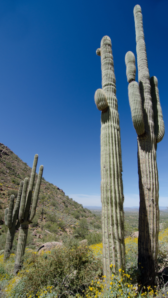 Tonto National Forest