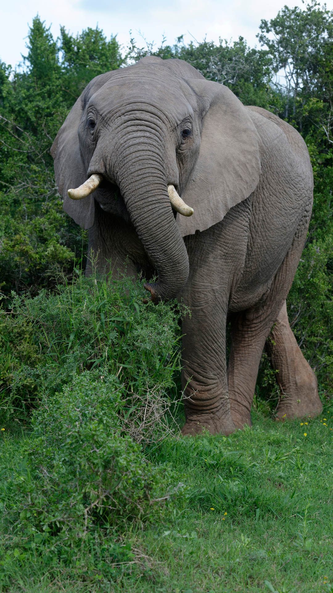 Addo Elephant National Park (Eastern Cape)