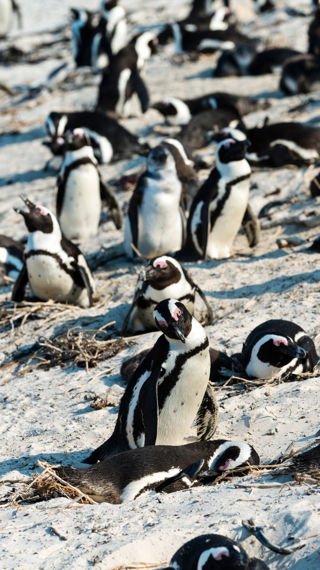 Boulders Beach & African Penguins